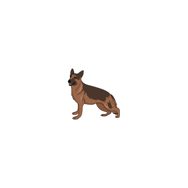 German Shepard Sale - Image 2