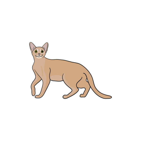 Abyssinian Cheap