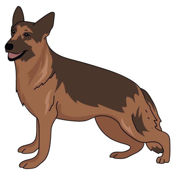 German Shepard Sale - Image 3