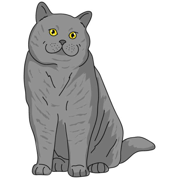 British Shorthair For Discount - Image 3