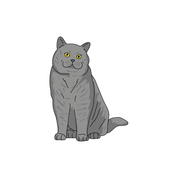 British Shorthair For Discount