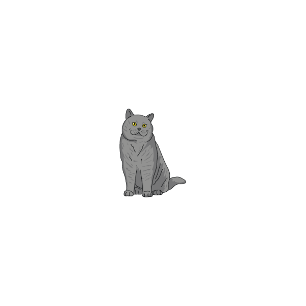 British Shorthair For Discount - Image 2