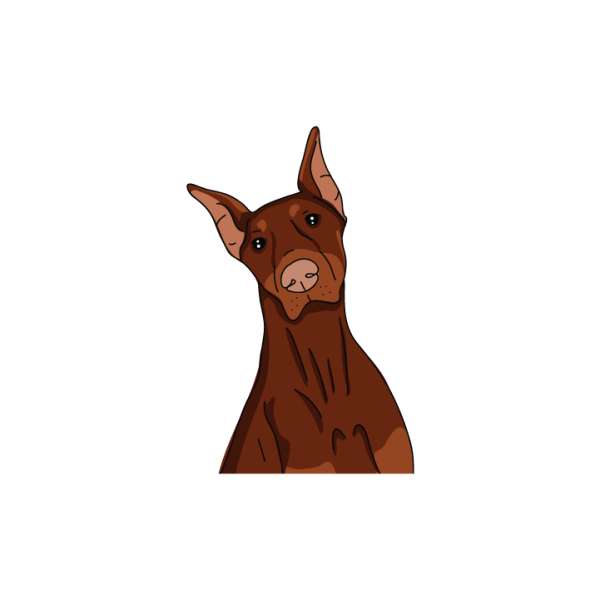 Dobermann Online Sale