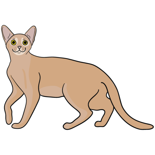 Abyssinian Cheap - Image 3