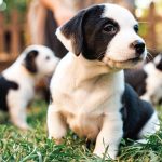 Inside Your Dog s Mind - The Happiness Issue: The Art Of Adventure & Play, Tips & Techniques To Fill Your Furry Friend s Lives With Joy, Playtime, Proper Nutrition, Return Gestures Of Love & More! Fashion - Image 4