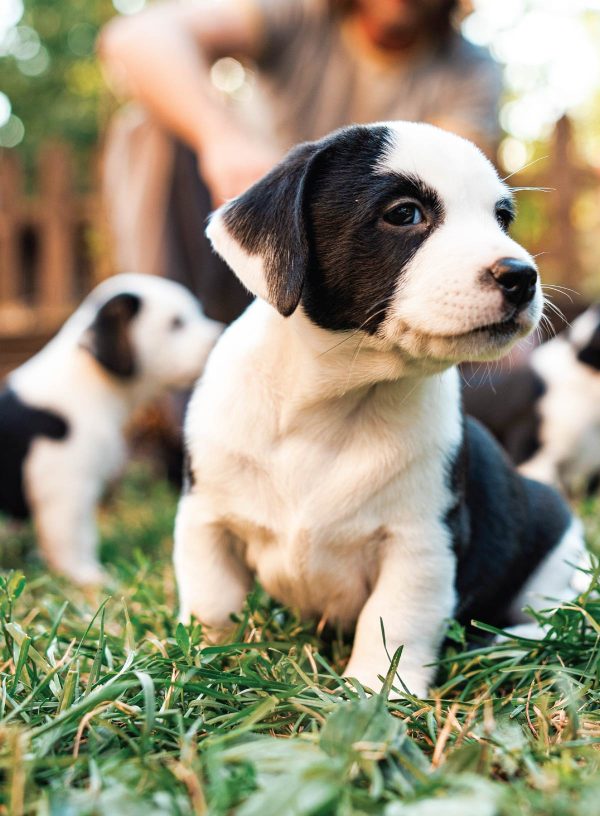Inside Your Dog s Mind - The Happiness Issue: The Art Of Adventure & Play, Tips & Techniques To Fill Your Furry Friend s Lives With Joy, Playtime, Proper Nutrition, Return Gestures Of Love & More! Fashion - Image 4