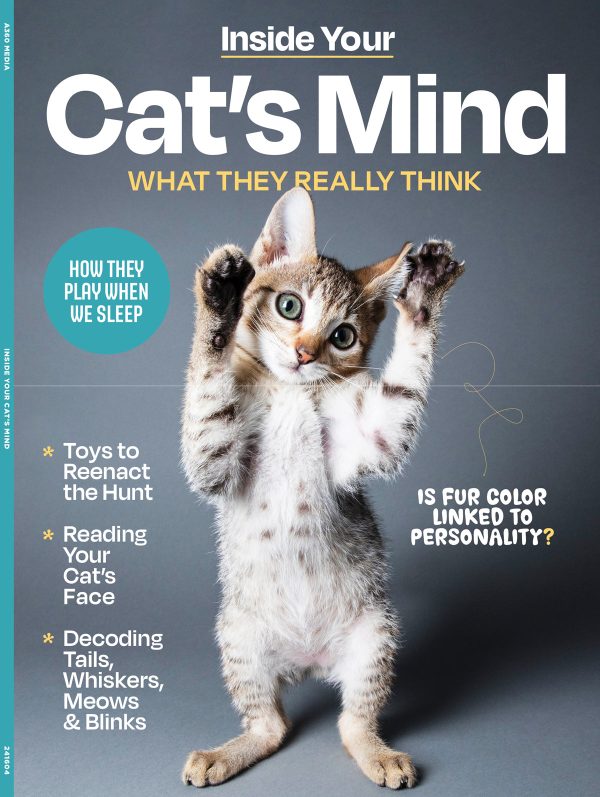 Inside Your Cat s Mind - Reading Cat s Face, Decoding Tails, Whiskers, Blinks, Meow Meaning, How To Play, Sleeping, Catnip, Training, Intelligence Test, Senses & Is Fur Color Linked To Personality? Hot on Sale