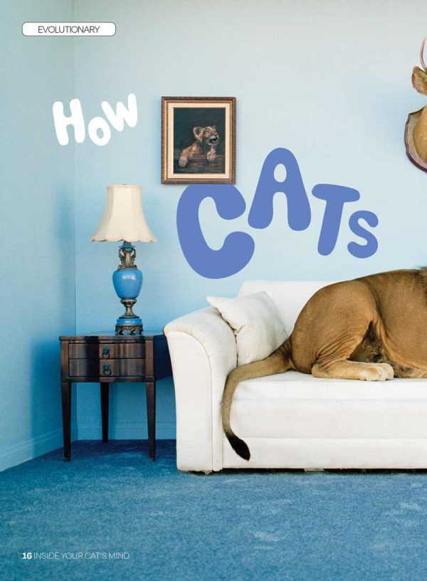 Inside Your Cat s Mind - Reading Cat s Face, Decoding Tails, Whiskers, Blinks, Meow Meaning, How To Play, Sleeping, Catnip, Training, Intelligence Test, Senses & Is Fur Color Linked To Personality? Hot on Sale - Image 4