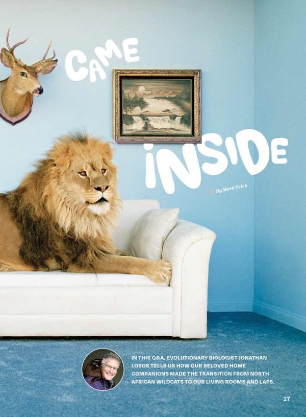 Inside Your Cat s Mind - Reading Cat s Face, Decoding Tails, Whiskers, Blinks, Meow Meaning, How To Play, Sleeping, Catnip, Training, Intelligence Test, Senses & Is Fur Color Linked To Personality? Hot on Sale - Image 5