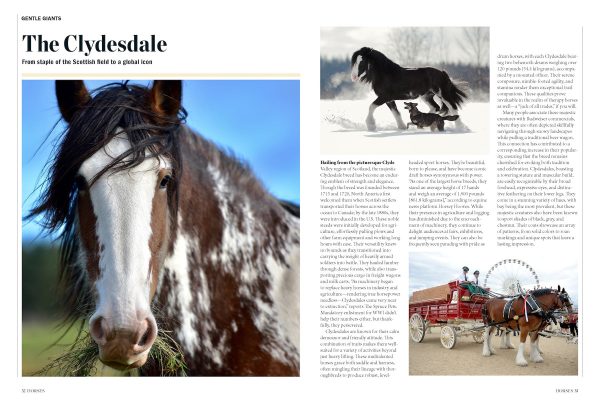 Horses - The Complete Guide: Expert Riding & Training Tips, Stable Care, Breeding Mastery, Racing, Betting, Breeds From Clydesdales To Arabians, Icons Like Secretariat & History s Noblest Steeds! Fashion - Image 3